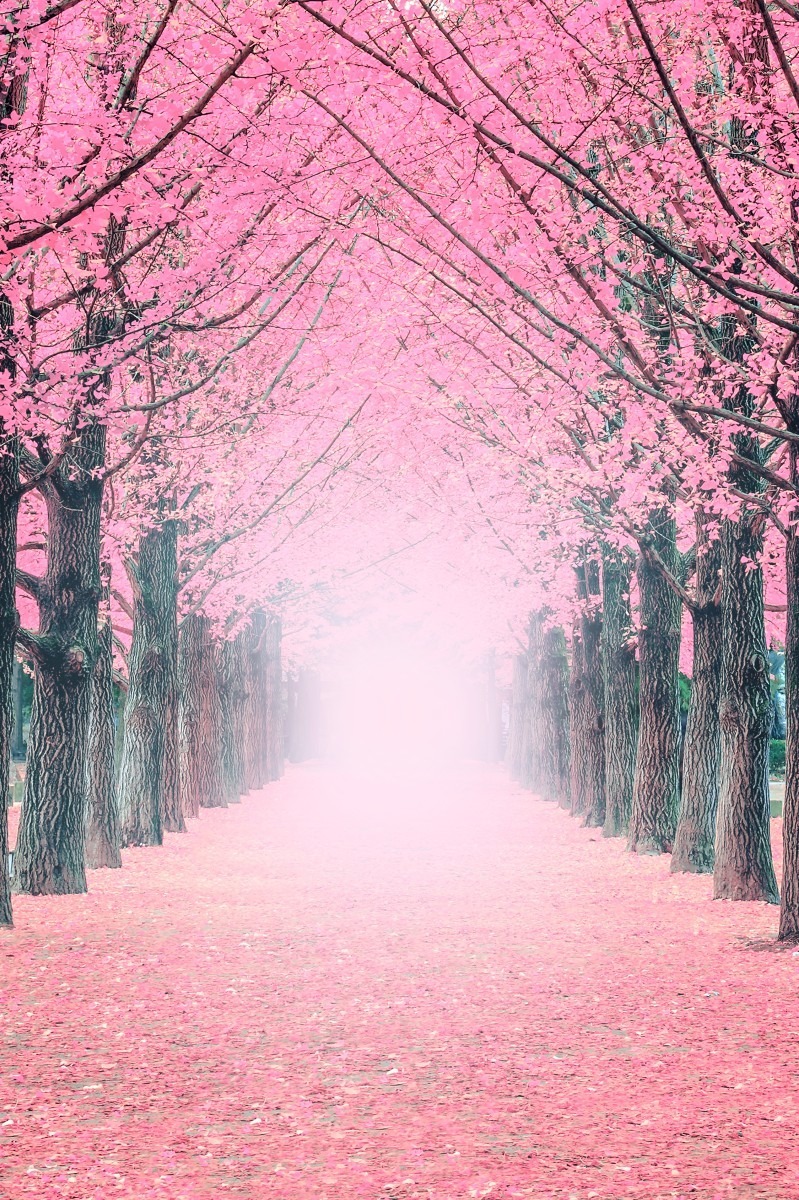 Avenue of pink blossomed trees with radiance of pink from the rising sun