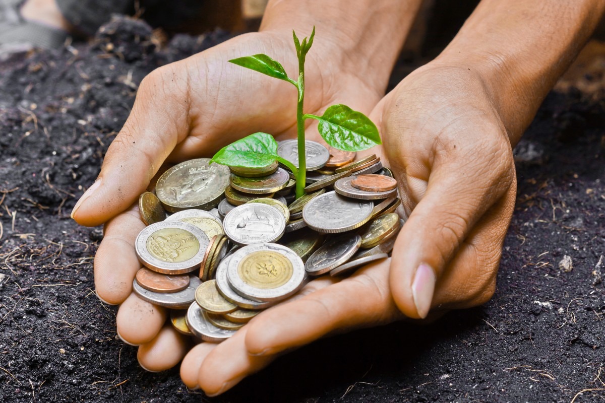 Seedling growing in hands